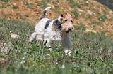 FOX TERRIER 145